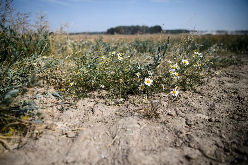 Efter en lång och varm sommar känner många tacksamhet - men också oro, säger Björn Cedersjö på Sveriges kristna råd. (Bild från Julita i somras).